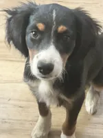 Blue, a male Cavalier King Charles Spaniel and Miniature Australian Shepherd for sale in Klamath Falls, OR – 1 of 10