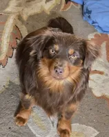 Goose, a male Miniature Australian Shepherd for sale in Klamath Falls, OR – 5 of 7