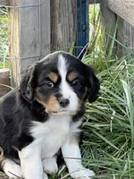 Scarlett, a female Cavalier King Charles Spaniel and Miniature Australian Shepherd for sale in Klamath Falls, OR – 5 of 9