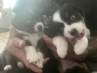 Nova, a female Miniature Australian Shepherd for sale in Klamath Falls, OR – 8 of 10