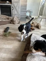 Prissy, a female Cavalier King Charles Spaniel and Miniature Australian Shepherd for sale in Klamath Falls, OR – 7 of 10