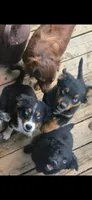 Rain “Not A Rotti” , a female Miniature Australian Shepherd for sale in Klamath Falls, OR – 2 of 6