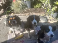Prissy, a female Cavalier King Charles Spaniel and Miniature Australian Shepherd for sale in Klamath Falls, OR – 3 of 10