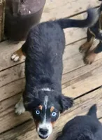 Mirage, a female Miniature Australian Shepherd for sale in Klamath Falls, OR – 2 of 10