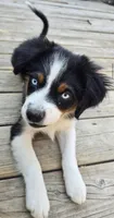 Nova, a female Miniature Australian Shepherd for sale in Klamath Falls, OR – 4 of 10