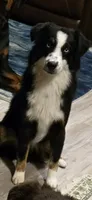 Betty Boop, a female Miniature Australian Shepherd for sale in Klamath Falls, OR – 7 of 8