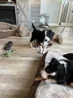Prissy, a female Cavalier King Charles Spaniel and Miniature Australian Shepherd for sale in Klamath Falls, OR – 5 of 10