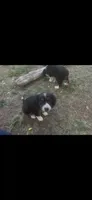 Blue, a male Cavalier King Charles Spaniel and Miniature Australian Shepherd for sale in Klamath Falls, OR – 5 of 10