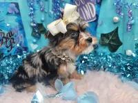 Dreamy, a male Yorkshire Terrier for sale in Harker Heights, TX – Photo 1 of 4