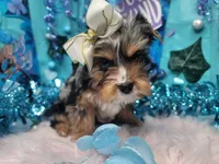 Dreamy, a male Yorkshire Terrier for sale in Harker Heights, TX – Photo 2 of 4