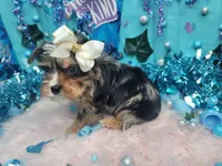 Dreamy, a male Yorkshire Terrier for sale in Harker Heights, TX – Photo 4 of 4