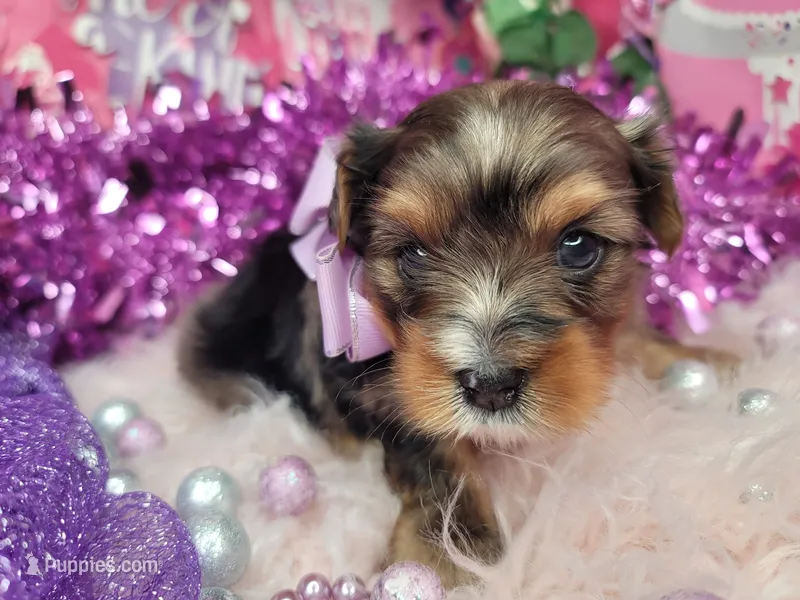Raspberry  – Yorkshire Terrier puppy for sale in Harker Heights, TX