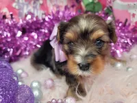 Raspberry , a female Yorkshire Terrier for sale in Harker Heights, TX – 1 of 9