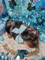 Elderberry, a male Yorkshire Terrier for sale in Harker Heights, TX – 6 of 10