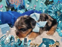 Elderberry, a male Yorkshire Terrier for sale in Harker Heights, TX – 5 of 10