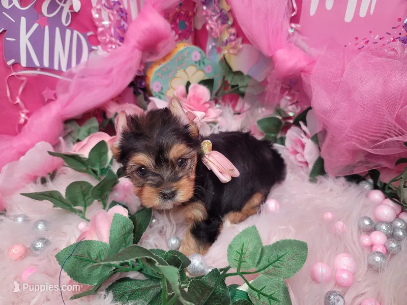 Basil – Yorkshire Terrier puppy for sale in Harker Heights, TX