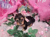 Basil, a female Yorkshire Terrier for sale in Harker Heights, TX – 10 of 10