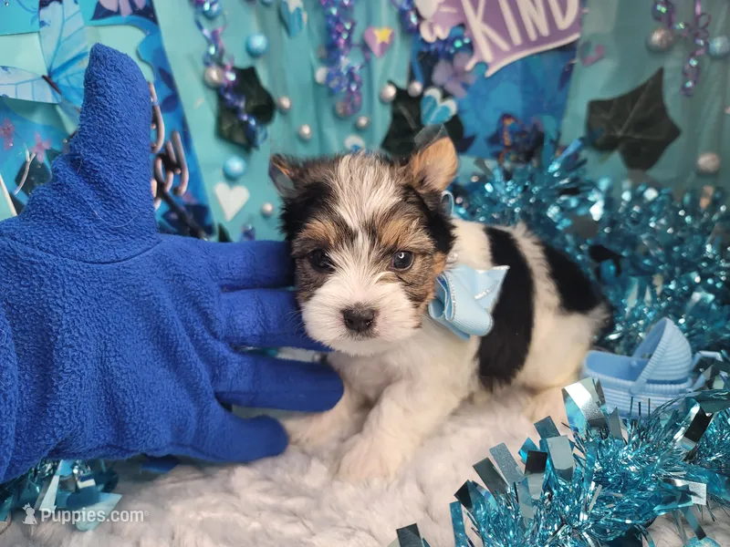 Sage – Yorkshire Terrier puppy for sale in Harker Heights, TX