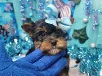 Baby, a male Yorkshire Terrier for sale in Harker Heights, TX – Photo 3 of 4