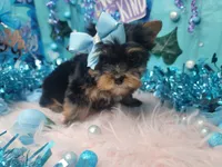 Baby, a male Yorkshire Terrier for sale in Harker Heights, TX – Photo 4 of 4