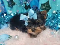 Baby, a male Yorkshire Terrier for sale in Harker Heights, TX – Photo 2 of 4