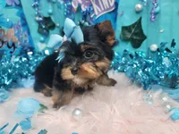 Baby, a male Yorkshire Terrier for sale in Harker Heights, TX – Photo 1 of 4