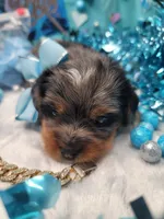 Elderberry, a male Yorkshire Terrier for sale in Harker Heights, TX – 8 of 10
