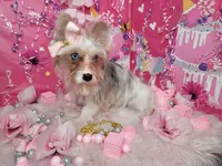 Roxanne, a female Yorkshire Terrier for sale in Harker Heights, TX – Photo 2 of 6