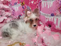 Roxanne, a female Yorkshire Terrier for sale in Harker Heights, TX – Photo 1 of 6