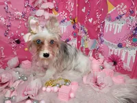 Roxanne, a female Yorkshire Terrier for sale in Harker Heights, TX – Photo 3 of 6