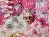 Roxanne, a female Yorkshire Terrier for sale in Harker Heights, TX – Photo 6 of 6