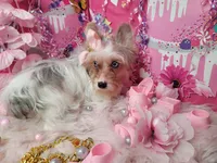 Roxanne, a female Yorkshire Terrier for sale in Harker Heights, TX – Photo 5 of 6