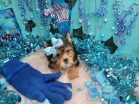 Love, a male Yorkshire Terrier for sale in Harker Heights, TX – Photo 2 of 4
