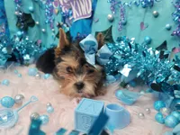 Love, a male Yorkshire Terrier for sale in Harker Heights, TX – Photo 1 of 4