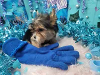 Love, a male Yorkshire Terrier for sale in Harker Heights, TX – Photo 3 of 4