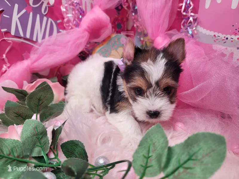 Rosemarry – Yorkshire Terrier puppy for sale in Harker Heights, TX