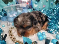 Elderberry, a male Yorkshire Terrier for sale in Harker Heights, TX – 2 of 10