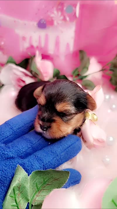 Basil, a female Yorkshire Terrier for sale in Harker Heights, TX – 3 of 3