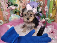 Basil, a female Yorkshire Terrier for sale in Harker Heights, TX – 4 of 10