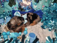 Elderberry, a male Yorkshire Terrier for sale in Harker Heights, TX – 9 of 10