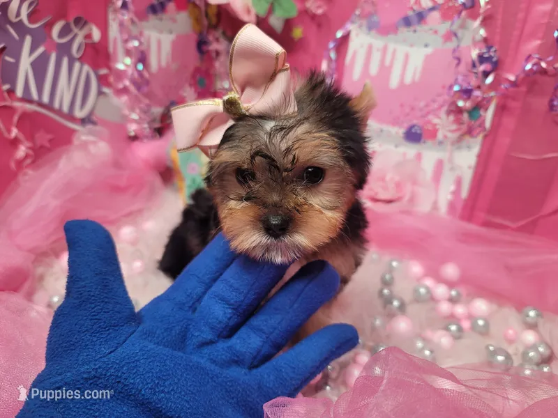 Basil – Yorkshire Terrier puppy for sale in Harker Heights, TX