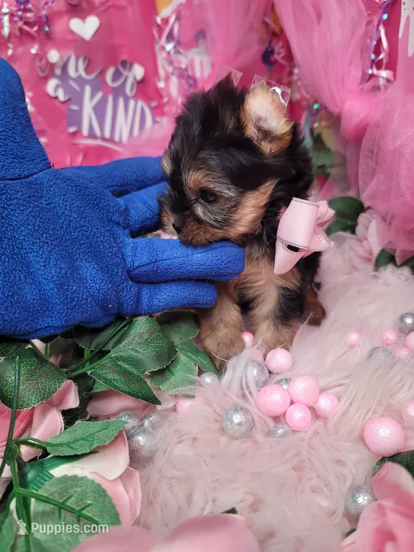 Lavender  – Yorkshire Terrier puppy for sale in Harker Heights, TX