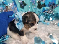 Sage, a male Yorkshire Terrier for sale in Harker Heights, TX – 4 of 5