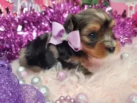 Raspberry , a female Yorkshire Terrier for sale in Harker Heights, TX – 7 of 9