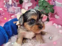 Blueberry, a female Yorkshire Terrier for sale in Harker Heights, TX – 8 of 9