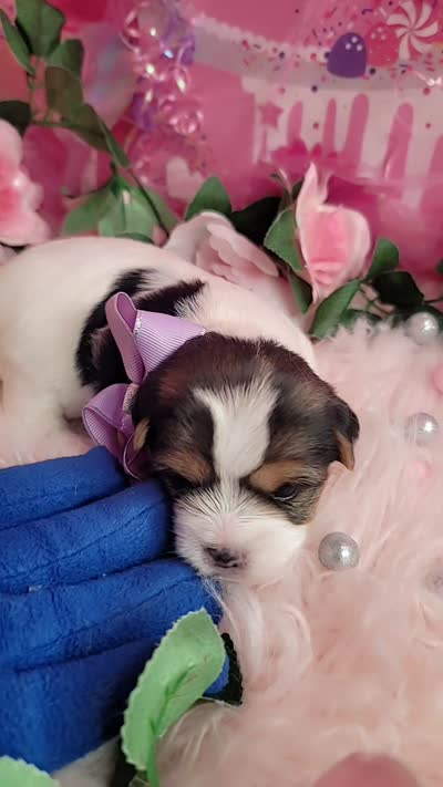 Rosemarry, a female Yorkshire Terrier for sale in Harker Heights, TX – 4 of 4