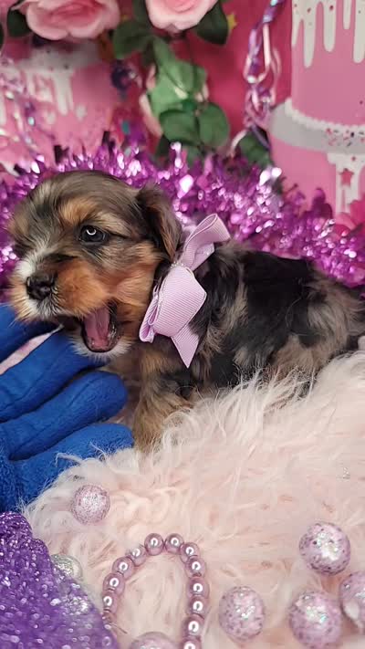 Raspberry , a female Yorkshire Terrier for sale in Harker Heights, TX – 9 of 9