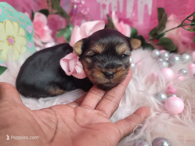 Lavender  – Yorkshire Terrier puppy for sale in Harker Heights, TX