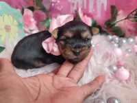 Lavender , a female Yorkshire Terrier for sale in Harker Heights, TX – 1 of 2