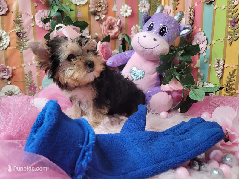 Basil – Yorkshire Terrier puppy for sale in Harker Heights, TX